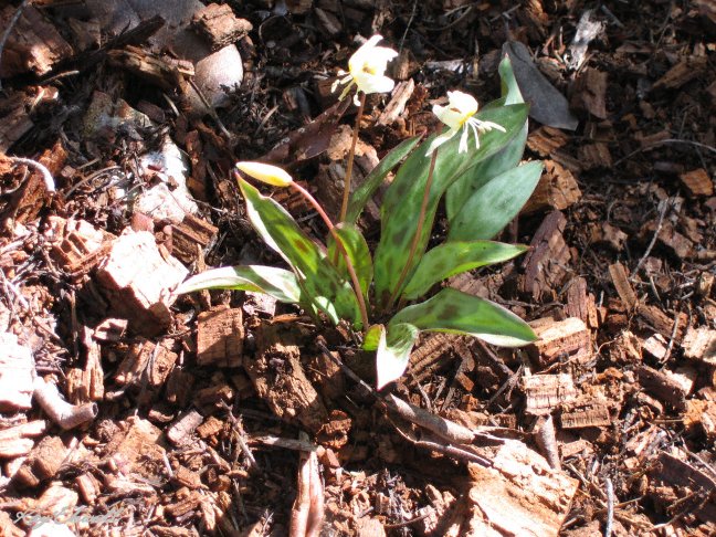 California Fawn Lily